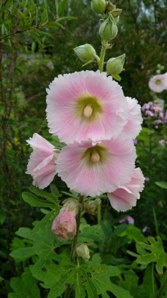 Alcea ficifolia Siberi (viigipuulehine) tokkroos